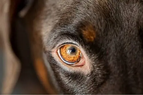 Πόσα βλέφαρα έχουν οι σκύλοι; Γεγονότα εγκεκριμένα από κτηνίατρο