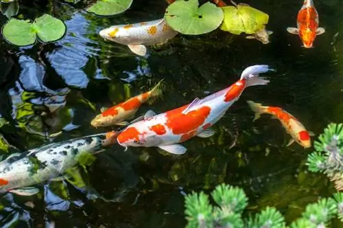 150 majestātisku koi zivju nosaukumi to skaistajām krāsām (ar nozīmi)