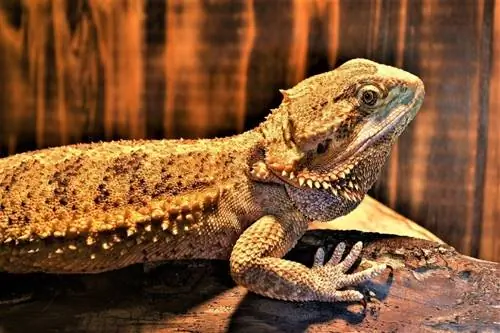 Terzo occhio del drago barbuto: scienza esaminata dal veterinario & Informazioni che devi sapere