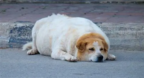 Per quanto tempo i Golden Retriever sono incinta? Segni & Cura