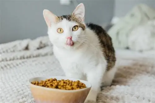 11 cele mai bune alimente pentru pisici pentru diaree în 2023 – Recenzii & Cele mai bune alegeri