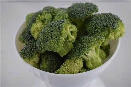 Maaari bang Kumain ng Broccoli ang Chinchillas? Anong kailangan mong malaman