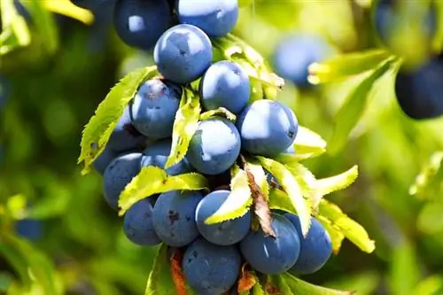 Can Chinchillas Noj Blueberries? Yam Koj Yuav Tsum Paub