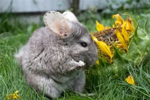 Är chinchillor svåra att ta hand om? Vad du behöver veta