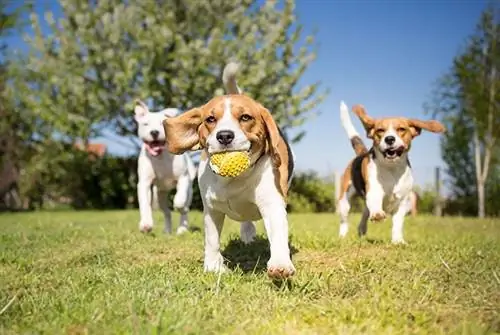 10 razze canine tricolori (con foto)