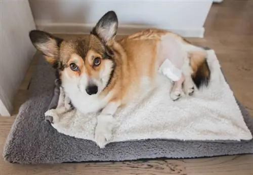 Kan een hond herstellen van een gescheurde kruisband? (Antwoord dierenarts)