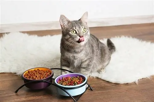 10 Thức ăn tốt nhất cho mèo điều trị hội chứng ruột kích thích (IBS) năm 2023 – Đánh giá & Lựa chọn hàng đầu