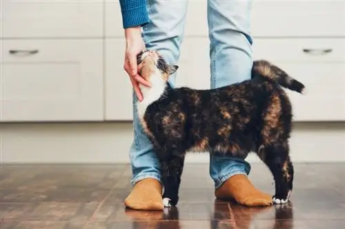 Verstaan jou kat se voorvaderlike instinkte: Feite nagegaan deur veearts