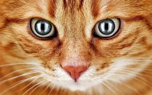 11 واقعیت جالب در مورد چشمان گربه شما (شما هرگز نمی دانستید)