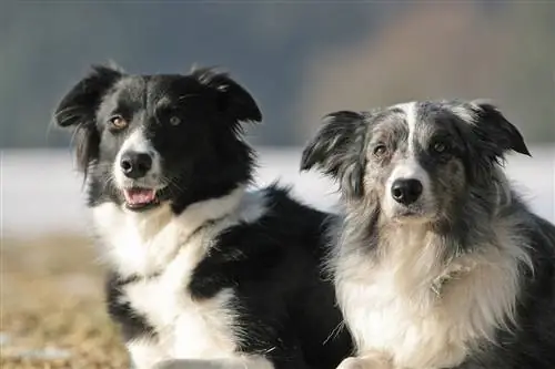 11 Fascinating ciam teb Collie Facts: Nkag siab txog cov tsiaj