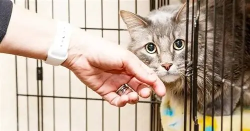 چگونه یک گربه را پرورش دهیم: راهنمای تایید شده توسط دامپزشک & نکات