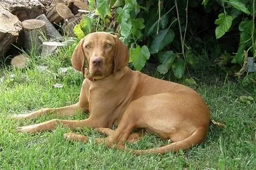 Vizslas ไฮโปอัลเลอร์เจนิกหรือไม่? ข้อเท็จจริงเกี่ยวกับสายพันธุ์ & คำถามที่พบบ่อย