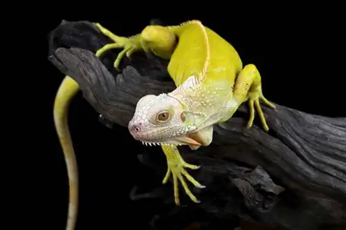 A e ndryshojnë ngjyrën Iguanat? 5 Arsyet & Kuptimi