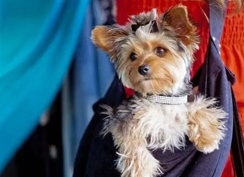10 migliori imbracature per cani nel 2023: recensioni & Top Picks