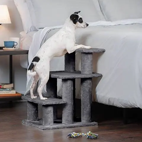 14 En İyi Köpek Merdiveni & Adım 2023: İnceleme & Satın Alma Rehberi
