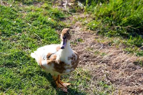 Saxony Duck: Fakta, bruksområder, opprinnelse & Kjennetegn (med bilder)