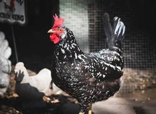 Ancona Chicken: informacije, lastnosti & Navodila za nego (s slikami)