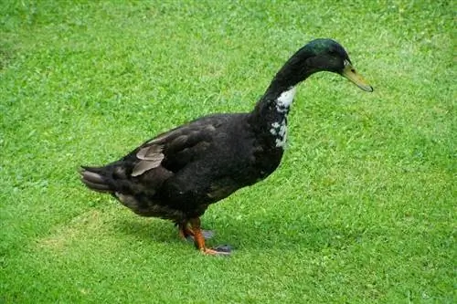 Indian Runner Duck: Bilder, info, egenskaper & Pleieguide