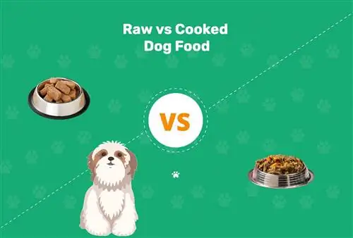 Rå vs kogt hundefoder: Fordele, ulemper & Hvad skal man vælge