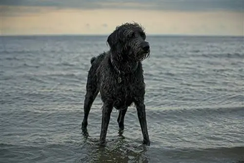 Weimardoodle (Weimaraner & Pudelių mišinys): nuotraukos, vadovas, informacija, priežiūra & Daugiau