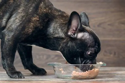 Có ổn không nếu con chó của tôi chỉ ăn thức ăn ướt? Sự kiện được bác sĩ thú y phê duyệt & Câu hỏi thường gặp