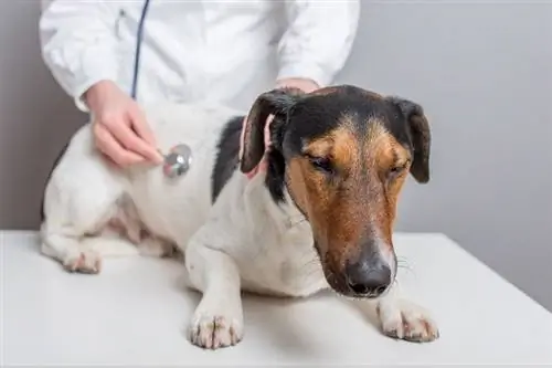 สุนัขท้องอืด & การขยายกระเพาะอาหาร: อาการ & การรักษา