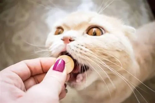 7 beste ontwormingsmiddelen voor katten van 2023 – Recensies & Topkeuzes