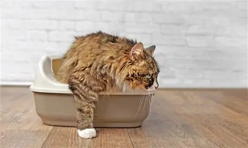 Si të stërvitni një mace endacak që të përdorë kutinë e mbeturinave në 8 hapa të thjeshtë