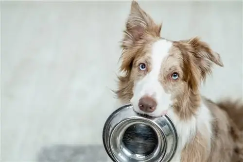 Kas täiskasvanud koer saab kutsikatoitu süüa? Loomaarsti poolt heaks kiidetud faktid & KKK