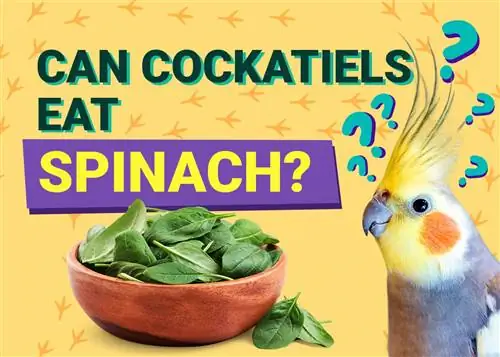 A mund të hanë kokat spinaqin? Fakte të miratuara nga Veterinarë & FAQ