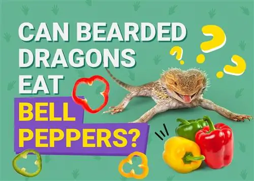 Els dracs barbuts poden menjar pebrots? Beneficis potencials