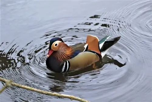 ছবি