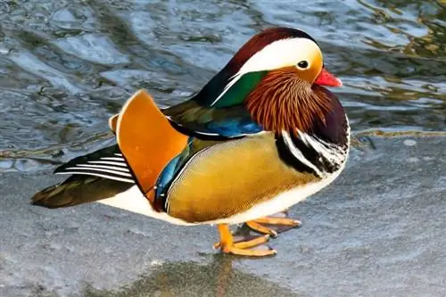 Mandarin Duck: Mga Larawan, Impormasyon, Mga Katangian &Gabay sa Pangangalaga