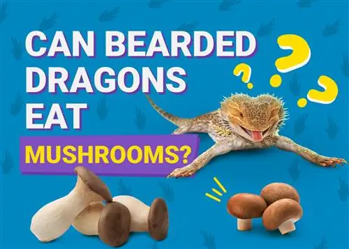 Kan skäggdrakar äta svamp? Fakta & FAQ