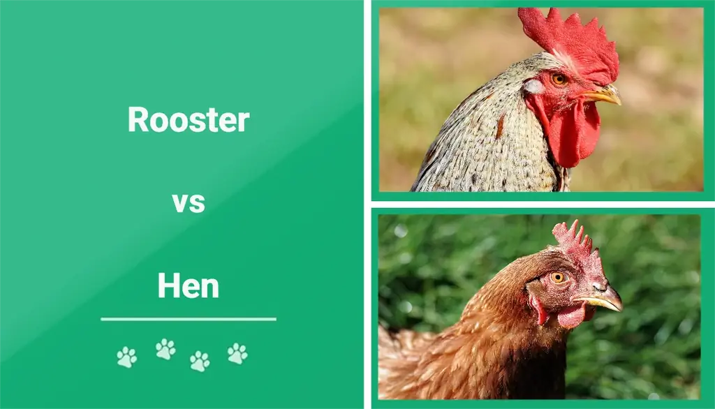 Ayam Jago vs Ayam: Apa Bedanya? (Dengan Gambar)