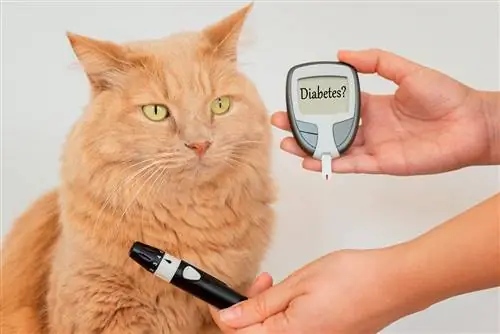 10 legjobb cukorbeteg macskaeledel Kanadában – Vélemények & A legjobb választás