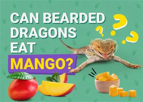 Kan skæggede drager spise mango? Fakta & FAQ