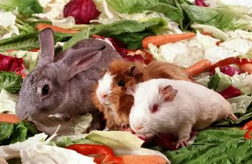 A mund të hanë hamsterët ushqim lepuri? Fakte & Nevojat dietike