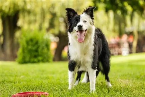 Border Collies Ne İçin Yetiştirildi? Menşe & Geçmiş