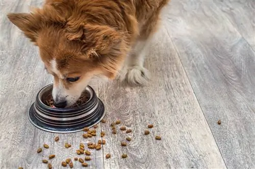 Çfarë është fibra e papërpunuar në ushqimin e qenve? Fakte të ushqyerjes të miratuara nga veterineri & FAQ