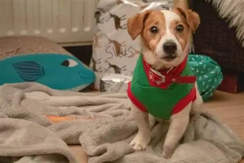 7 תוכניות עשה זאת בעצמך סוודרים לכלבים שאתה יכול לעשות היום (קל & זול) (עם תמונות)