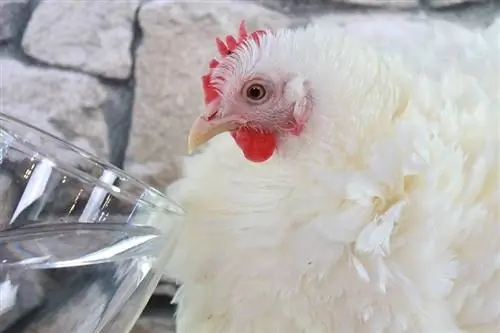 Las 12 mejores razas de pollos de exhibición que vale la pena investigar (con imágenes)