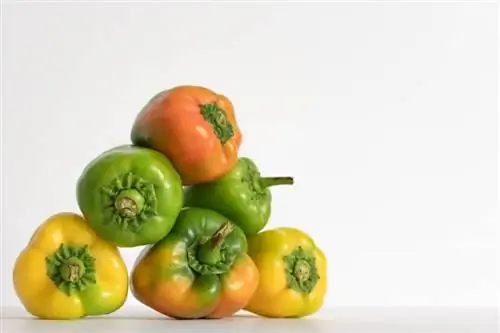 Ali lahko hrčki jedo papriko? Prehranska dejstva & Pogosta vprašanja