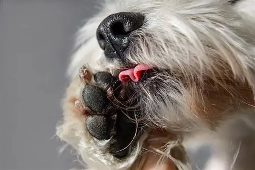 9 dôvodov, prečo si psy olizujú labky & Ako zastaviť toto správanie