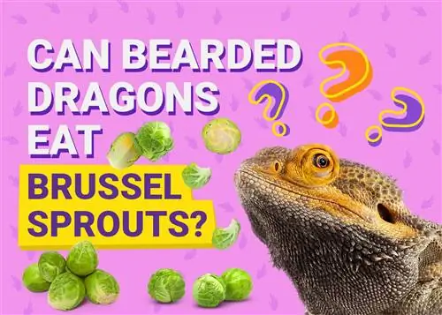 Els dracs barbuts poden menjar cols de Brussel·les? Beneficis potencials per a la salut