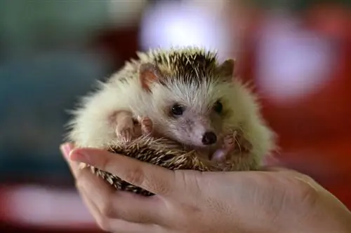 African Pygmy Hedgehog: Info, Care Guide, Pictures, & Traits