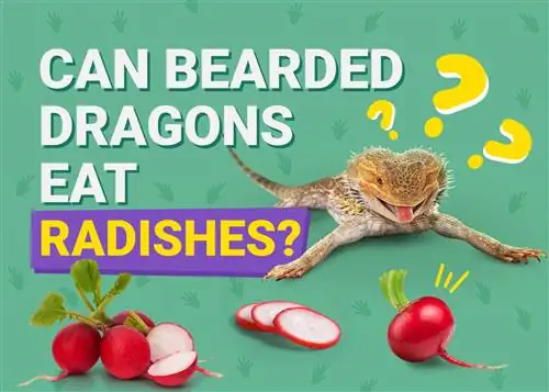 Pot dragonii cu barbă să mănânce ridichi? Fapte & Întrebări frecvente