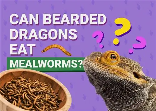 I draghi barbuti possono mangiare i vermi della farina? Fatti & Domande frequenti