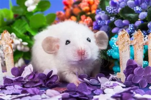 डंबो चूहा: तथ्य, व्यवहार, जीवन काल & देखभाल (चित्रों के साथ)