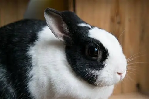 26 races de conills en blanc i negre (amb imatges)